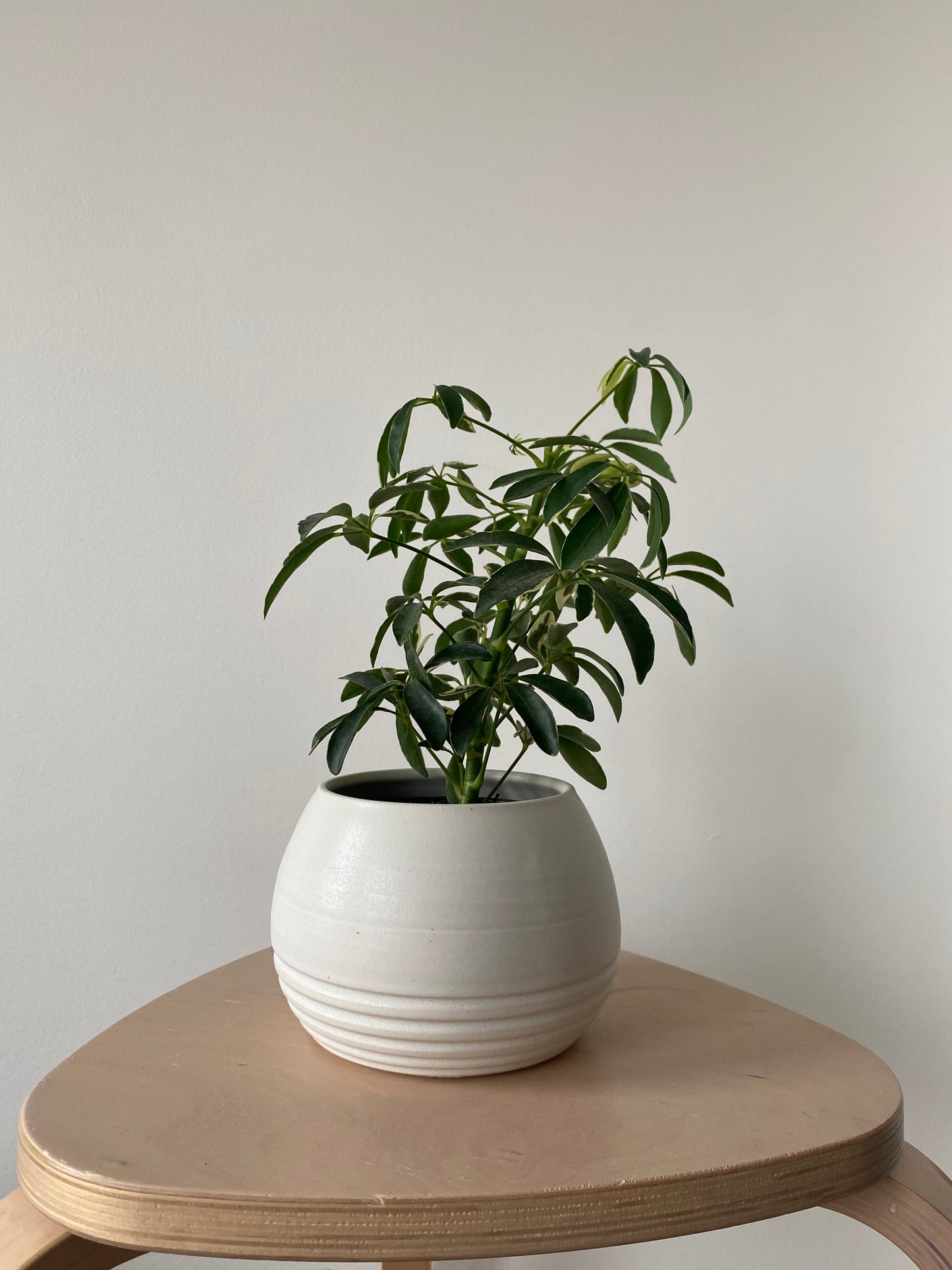 Pepo Ceramics Stripe Round Planter - matte white